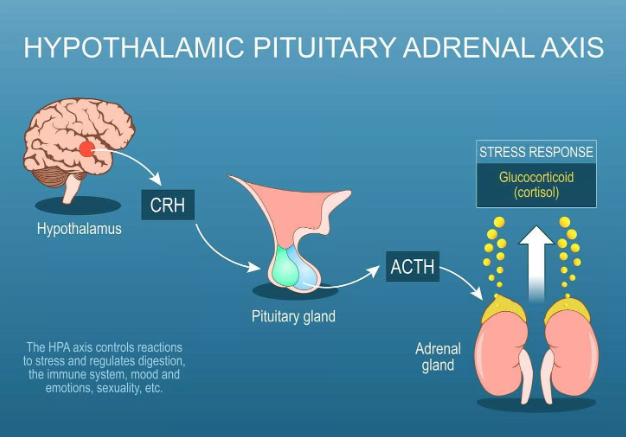 🏴‍☠️ Dossier: De Constructie van de 'Gekke Dood'